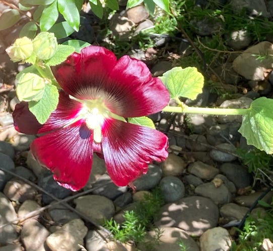 Maroon hollyhock bloom with pale green leaves and stem, against a background of river rock. 