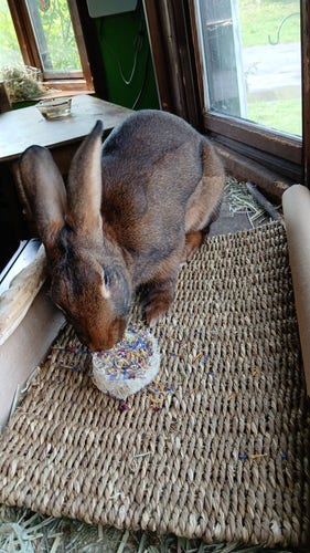 I'm not great at all text so I'm going to try my best.
Here you see a picture of Mozart eating a flower loofah chew on his new seagrass mat. Mozart is a Rufus Belgian Hare. One of the most gorgeous breeds of rabbit on the planet imho. Rufus is a ruddy tan brown color his fur is silky and shiny and super soft to the touch. He has super long ears with little black tips at the top which is common for Belgian hares. His face is long and belgians have a tendency to look like "normal" rabbits. If you zoom in on his left paw shown here you can see that he has two white toes I call them his star Toes or his magic toes. He is sitting in his window which has custom fixtures of Poplar and white birch to make sure that he doesn't fall out if he does a flop or his hay doesn't fall out. In the background there's a table with a bowl of water on it. It's a bay window so it's really roomy.