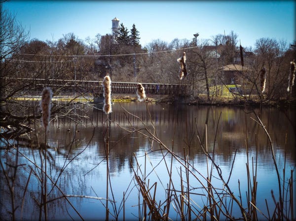 Looking across a calm river through a group of cattails. A footbridge crosses the water and large trees line the other side. The top of a factory can be seen peaking up over the trees.