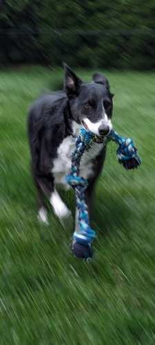 A black and white border collie / aussie mix dog carrying a blue rope comes racing at the camera amidst a backdrop of green grass. 