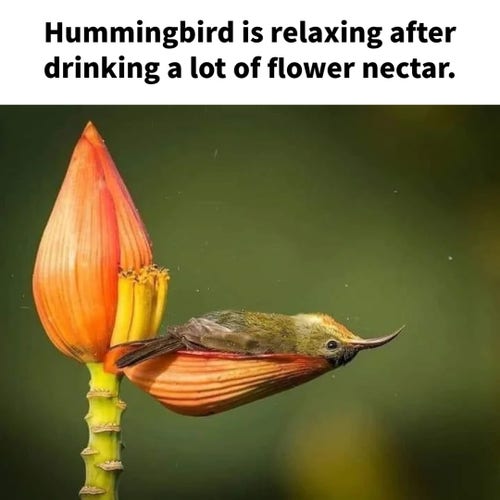 Hummingbird is relaxing after drinking a lot of flower nectar. 

[photo of a man orange flower bud, with one flower petal bent open and a hummingbird laying on its back on the petal]