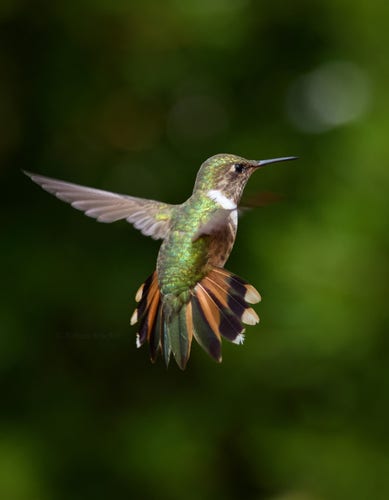 Volcano hummingbird with iridescent green back, in flight, with its bronze/black/white  tail feathers spread