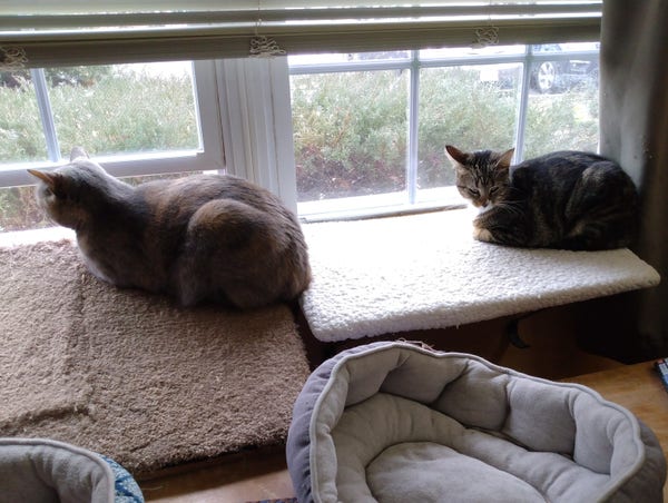 A grey, orange and white dilute tortoiseshell cat and a small tabby cat are both lying near one another on window shelves.  
