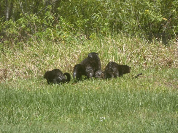 An adult otter in tall grasses has its back to the camera with tail raised to urinate, it is surrounded by three gambolling babies.