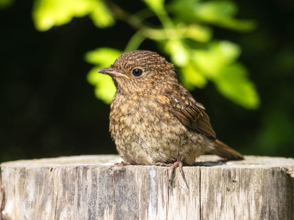A juvenile European Robin, a small brown bird, perched on a fence post.