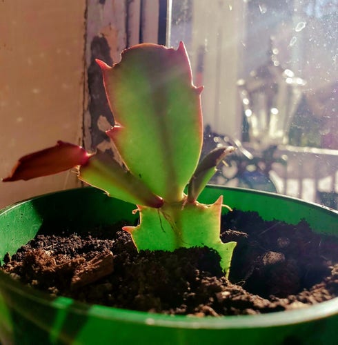 A baby Christmas cactus plant - it looks like it's raising hands up. It is in a green pot, on a windowsill.