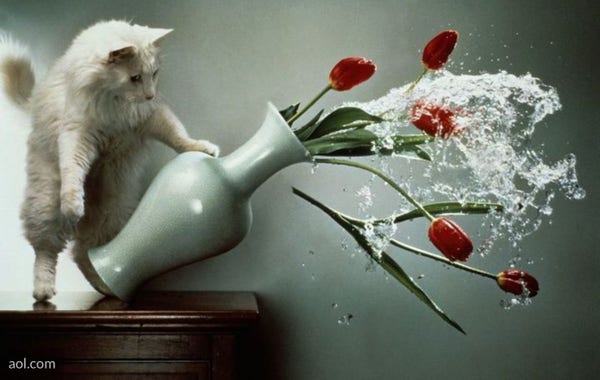 A white cat tips over a beautiful light green vase, and a lovely cascade of water and red tulips are photographed in a beautifully suspended arc.