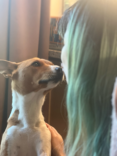 woman with green-streaked hair kissing a red & white Basenji