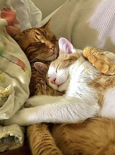 two cats sleeping together, a white and orange cat has its head on the other cat's chest, and the other cat, an orange one, has a paw over the white and orange cat's shoulder. Ridiculously cute.