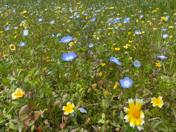 Photo of a field of Nemophila menziesii and Layia platyglossa flowers. The nemophila flowers have 5 large petals that are a lovely medium blue and fade to white in the centre, while the layia flowers have either 5 or 7 variegated petals that are yellow in the centre and fade to white at the tips. The colour combination is fantastic!