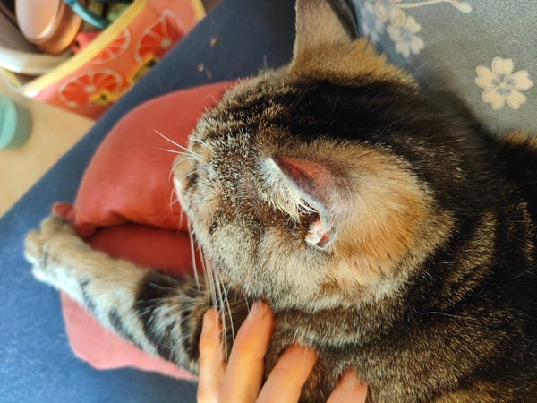 La chatte tigrée allongée à moitié sur un coussin rouge, une patte tendue devant elle et ma main sur son épaule 