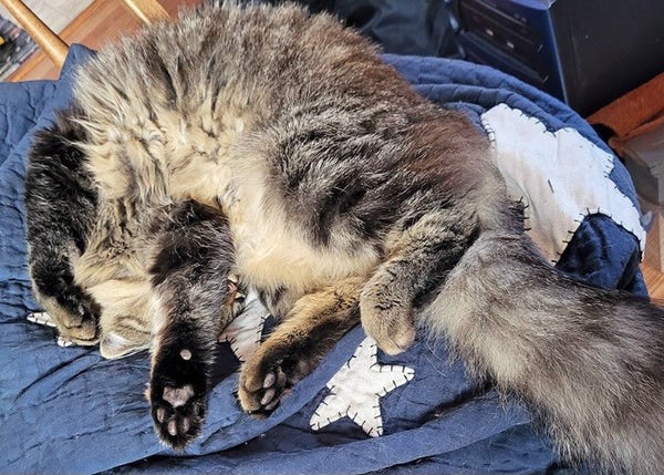 Tabby cat rolling around on a blur quilt with white stars. His paw is in front of his face. He looks super soft because he is.