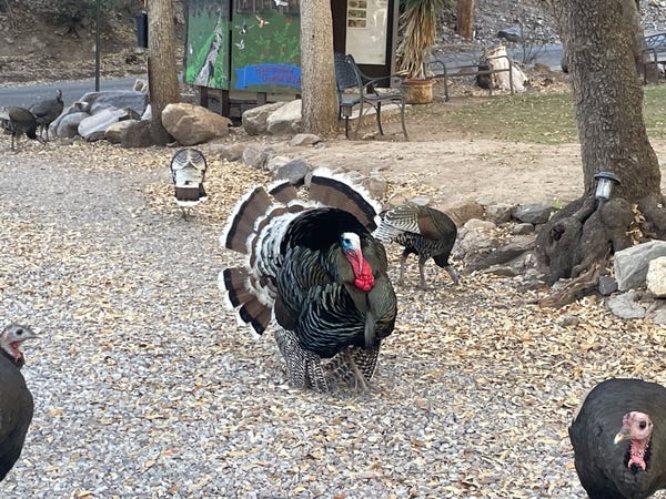A male wild turkey is in full display, with his tail feathers spread wide, his wings scraping the ground, and featherless wattle under his chin flushed bright red. Around hims are six disinterested female turkeys pecking the ground. 