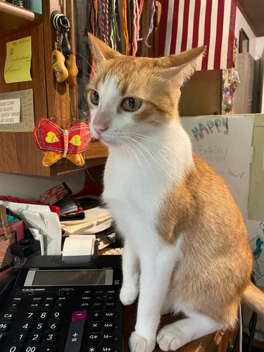 Junior is a ginger stripe & what cat, sitting on an office desk next to a calculator with a what’s going on here expression.