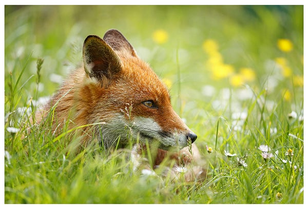 close-up of a fox curled up in long grass in warm sunshine. Her head is raised and is looking to one side, her eye bright and her ears pointed up. There are daisies and buttercups in the grass adding colour and texture. 