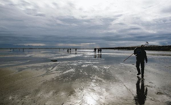 Provincetown clammers head out at low tide to dig up clams 