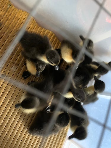 Black and yellow ducklings on a yellow rubber mat in a big plastic box 