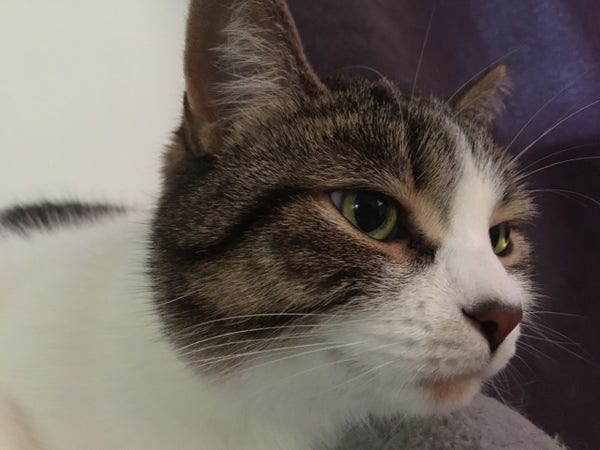 A closeup shot of a cat's head, looking relaxed and confident. She's a mix of tabby and white, with green eyes