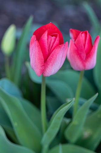 Photograph of a partially closed red tulip with an out of focus red tulip, out of focus green foliage, and indistinct browns in the background. Tulips have long green leaves as well as a tall, green, slender, and stiff stem. The flower extends upward from the stem and has 6 overlapping petals (3 total) interior to overlapping sepals (3 total). This variety has red petals with significant pink feathering on the outside.