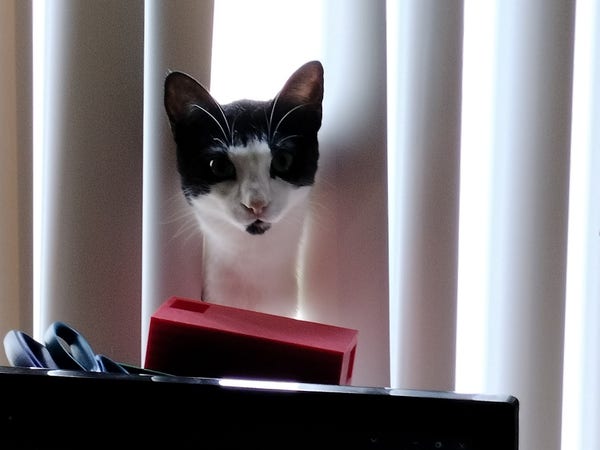 A tuxedo cat sitting in a bright window, peering into a dark room through those ridiculous vertical blinds that are just pieces of plastic hanging down like a broken curtain.