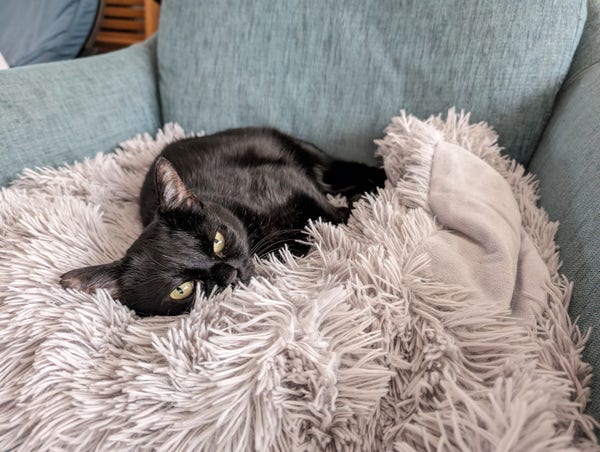 Black kitty lazing on fluffy blanket