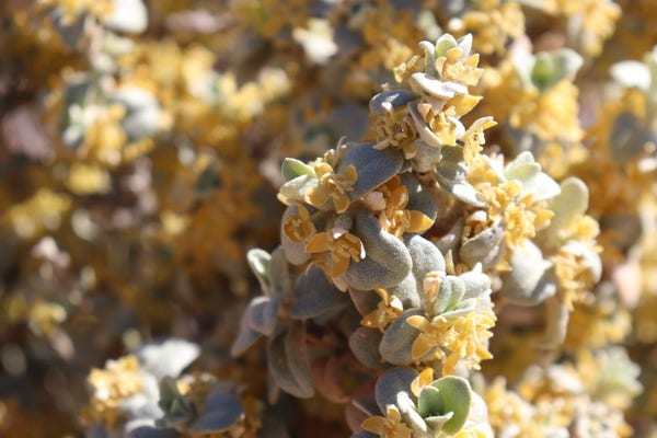 Photograph of a dusty green, tightly-packed shrub blooming with small yellow flowers.