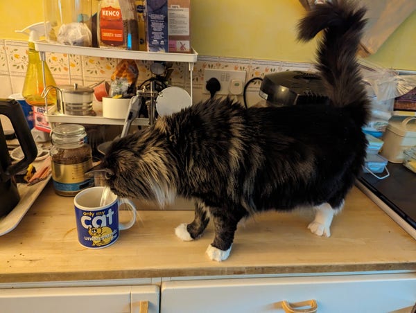 Mischief, a young adult female medium longhair mackerel tabby cat, standing on a worktop, closely inspecting a coffee mug. The side of the mug has the text "Only my cat understands me", over a yellow cartoonish cat.