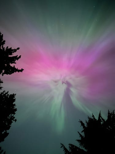 Aurora Borealis looking like some wild alien orchid or jellyfish in the sky, with vivid pink, purple and green hues radiating out from a central point. The dark silhouette of fir trees are on the left and lower right-hand sides. 