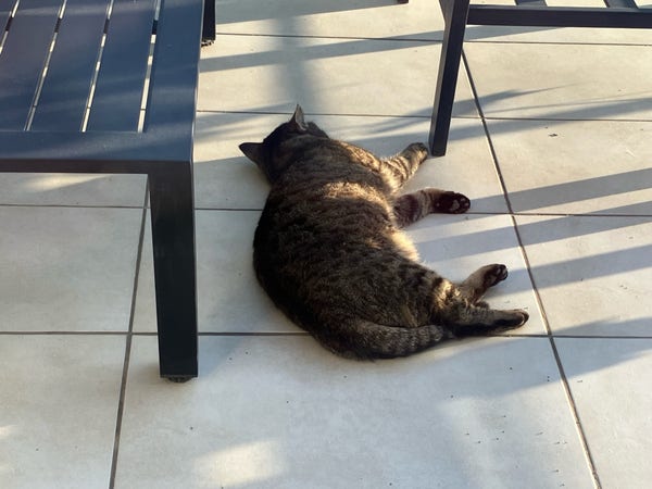 Fluffy gray tabby cat lying on his side on the terrace beside a table