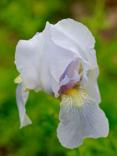 A white iris against a green background.