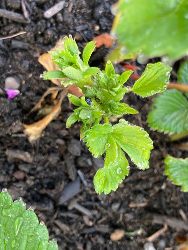 Outside, daytime. Close up of 3 or 4 flower buds on a strawberry plant next to others.