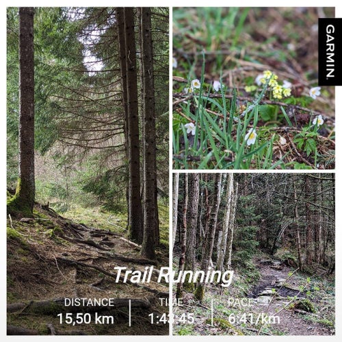 A collage consisting of 3 photos. Two are showing a small trail in the woods, where I ran in the morning. You can see a lot of green plants growing on the floor, spring is clearly around. And the third photo shows some colorful wild flowers growing around the trees, like a yellow common cowslip.