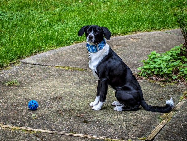 A black & white furred dog sits in front of a toy ball waiting for someone to throw it.