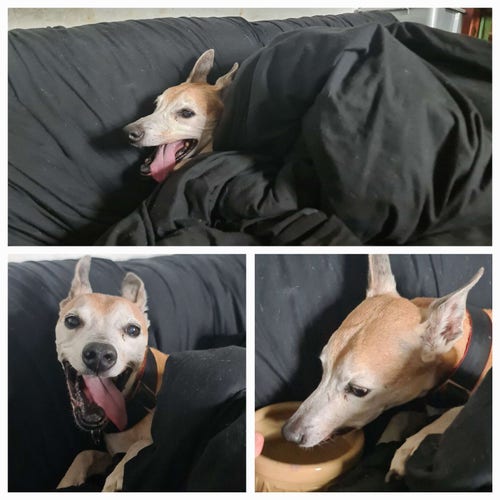 A collage of photos of an elderly ginger lurcher, grinning hugely under a duvet on the sofa and drinking from his bowl, still on the sofa