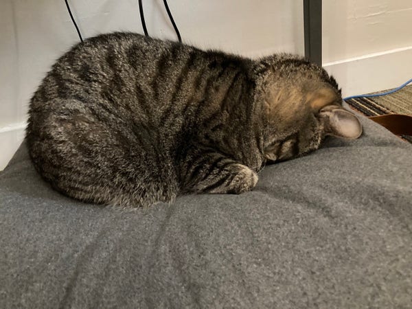 A side profile of a chunky tabby breadloafing with his face down in a cushion. 