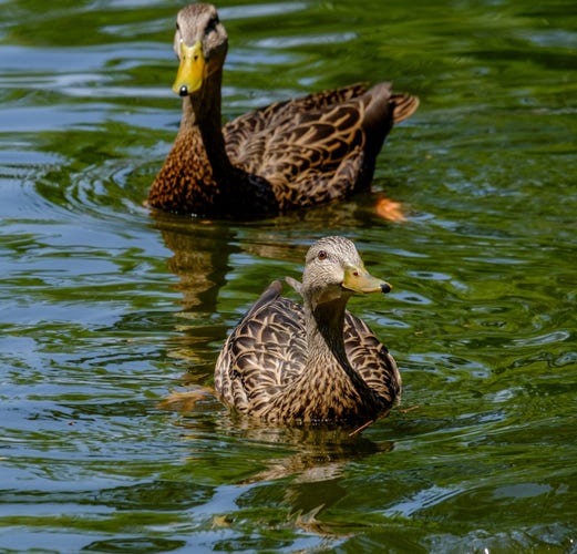 Photo of two ducks swimming in the sun.
