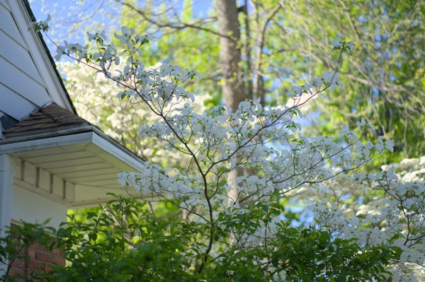 A tree branch with white flowers in bloom. The corner of a house is visible. There is swirly bokeh.