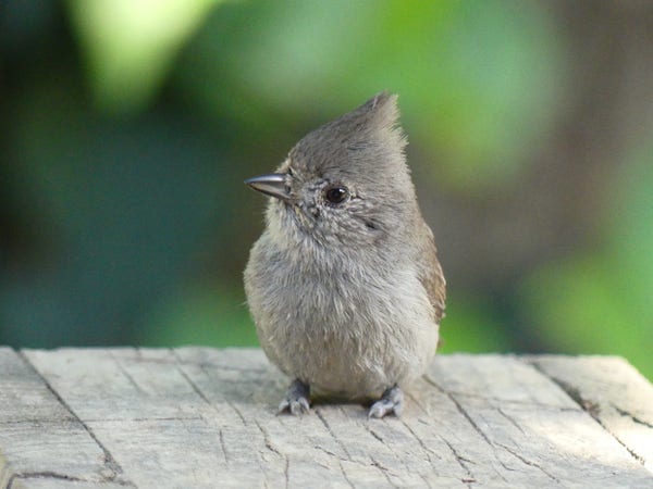 The cutest little all grey bird who is shaped like a dollop, like if you squeezed a dollop of cream out of a pastry bag with a little point on top. A grey dollop with tiny feet, a metallic looking beak and beady black eyes. Super duper cute.