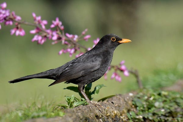 A male Blackbird.