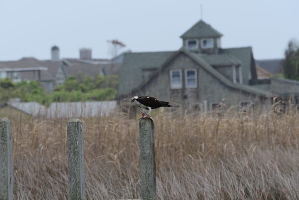 An Osprey sits atop a pylon with a partially eaten fish in its right claw.  Brown marsh grass and a gray shingled building in the background.