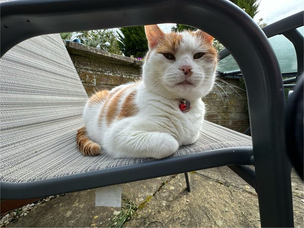 A ginger and white cat sits on a grey garden chair, looking at the camera through the side of the chair's arm. His right arm and shoulder are prominently visible. He is very cute. 