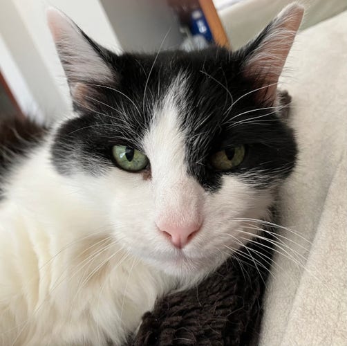 Headshot of a medium-hair tuxedo cat, looking right into the camera.