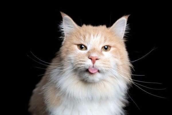Un chat roux et blanc à longs poils tire la langue