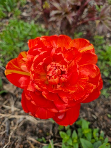 Red and yellow tulip