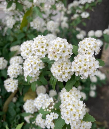 This is a picture of Reeves' spirea flowers.
 They look like little white balls.
The very small white flowers are clustered in a ball shape, making a lovely rounded shape. It is as white as snow and blooming under the soft spring sunlight.