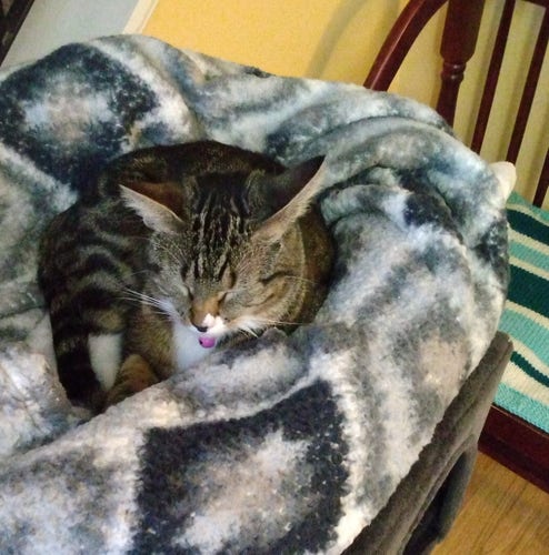 A young tabby cat is sleeping on her favorite fuzzy grey and white blankets on top of a cat tower in an entryway.  The blankets make a kind of cozy nest around her.