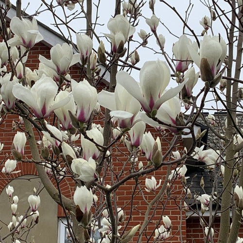 A close-up photo of a nearby Magnolia soulangeana ("White Tulip Magnolia") tree in bloom.

Its tulip shaped white flowers are flushed purple/pink at the base and appear almost luminous against the leaden grey sky in the upper background.

Directly behind it is the red brick outside wall of an adjacent property.