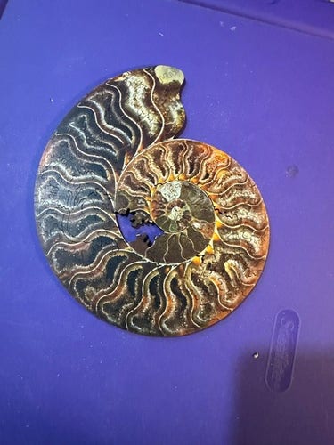 Photo of an ammonite puzzle that appears to be missing a piece