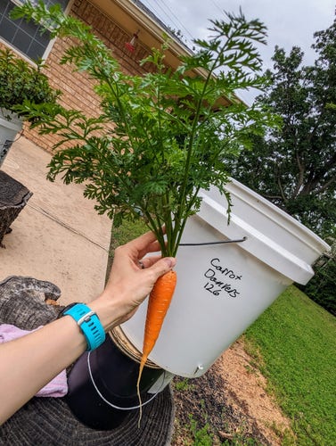A hand holds up a healthy carrot in front of a 5-gallon bucket labeled "Carrot Danvers 126", outside on a cloudy day.