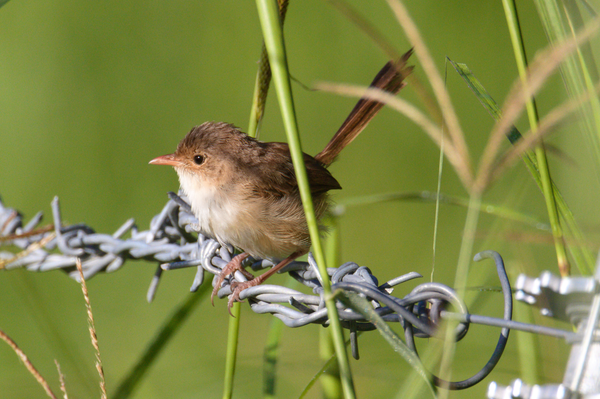 Small brown bird perched on a barbed wire fence. Bird is oriented facing left of shot with tail somewhat obscured behind grass. Background is blurred green pasture